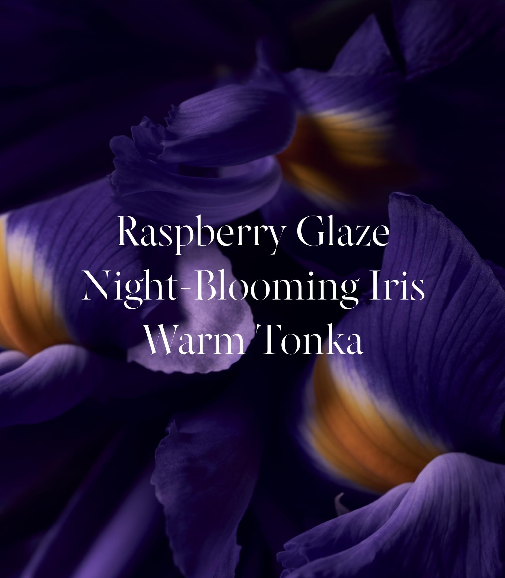 Victoria's Secret Tease Candy Noir Warm Tonka swatch evokes comforting gourmand warmth.