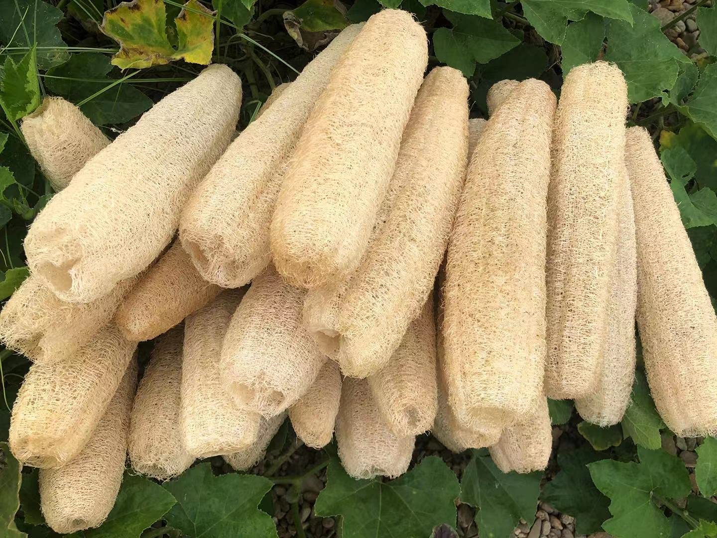 YEMTAL 4-pack loofah sponges in compressed packaging that expands when soaked
