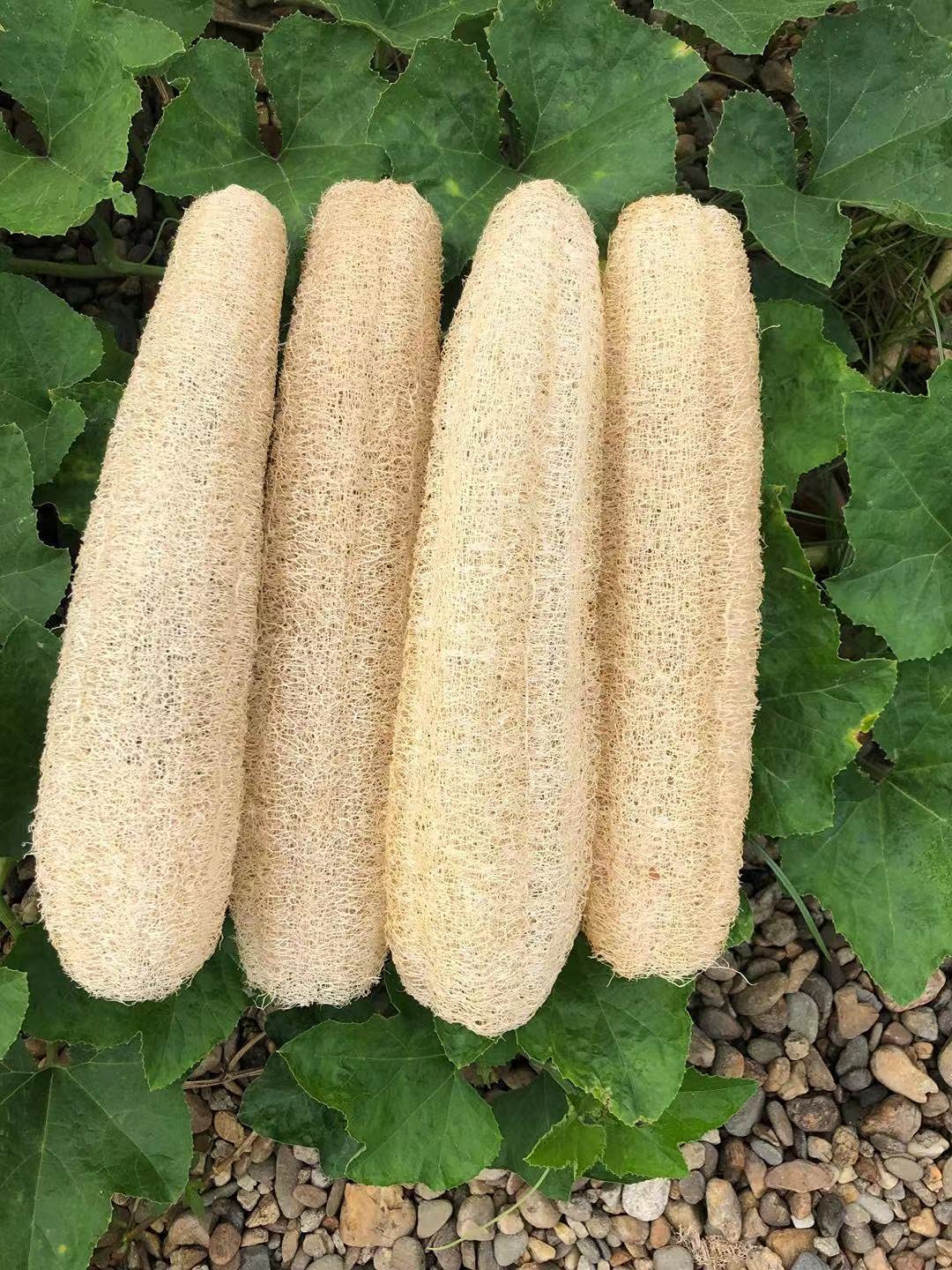 YEMTAL natural loofah sponges pack for gentle daily exfoliation during bath routines