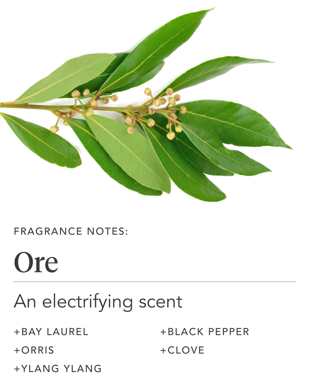 Zents Ore lotion on damp skin suggests enhanced absorption and long-lasting moisturization after shower.